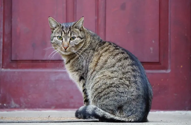 cat gatekeeper extension — IN news